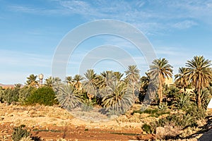 Oasis in Oued Melias, Beni Ounif in Bechar, Saoura.