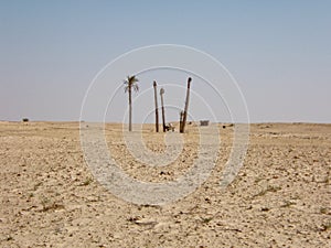 Oasis with palm trees in the desert of Gabes, Tunisia, Africa
