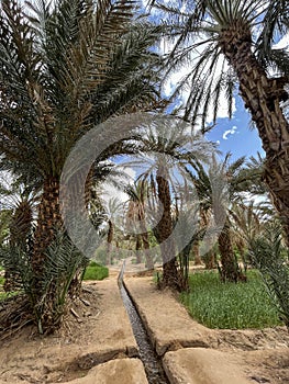 Oasis, Palm trees, Merzouga, Morocco, Africa, Sahara Desert, Erg Chebb dunes, 4x4 trip