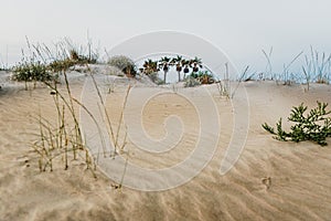 Oasis of palm trees in the middle of the dunes of a desert