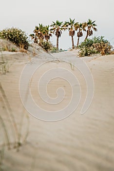 Oasis of palm trees in the middle of the dunes of a desert