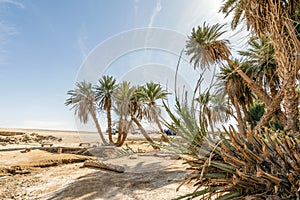 Oasis with palm trees on Sahara dessert, Africa