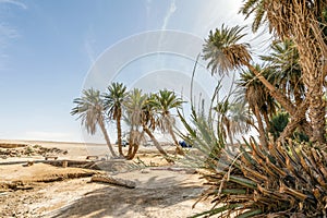 Oasis with palm trees on Sahara dessert, Africa photo