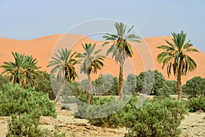 Oasis in Sahara Desert