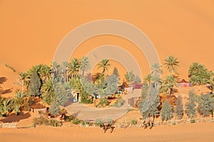 Oasis in Sahara desert