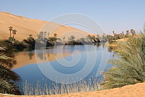 Oasis, Sahara Desert photo