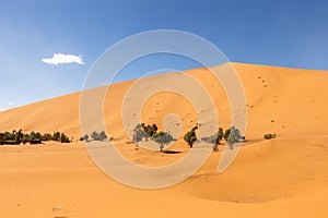 Oasis in the Sahara desert, Erg Shebbi dunes