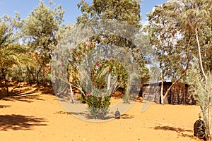 Oasis in the Sahara desert, Morocco