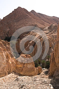 An oasis in Sahara desert - Tozeur