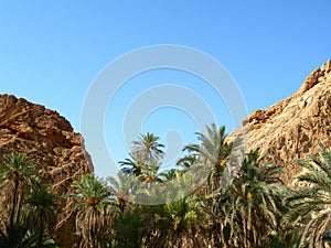 Oasis Shebika
