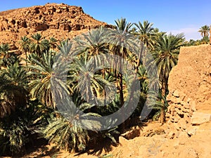 Oasis of Taghit