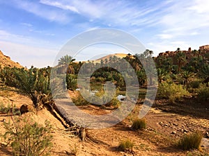 Oasis of Taghit