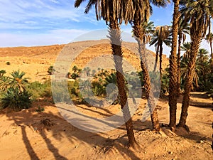 Oasis of Taghit