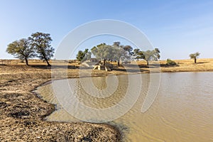 Oasis in Thar Desert, located close to Jaisalmer, the Golden City in India