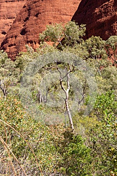 Oasis with trees and bushes in Kata Tjuta area, Yulara, Ayers Rock, Red Center, Australia