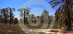 Oasis, Tunisia