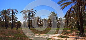 Oasis, Tunisia