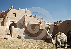Oasis village and camel near yazd iran