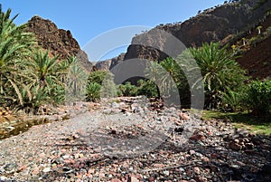 The oasis Wadi Daerhu on the island of Socotra Yemen