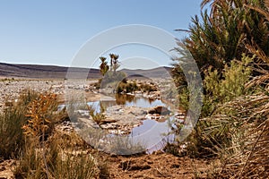 oasis with water in the Sahara Desert