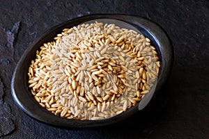 Oat Avena sativa grains in a black clay dish