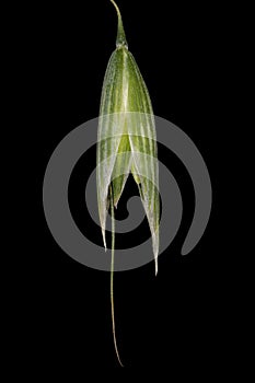 Oat (Avena sativa). Immature Spikelet Closeup