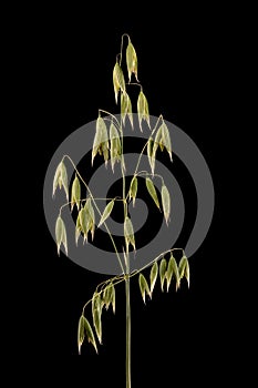 Oat (Avena sativa). Inflorescence Closeup