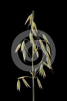 Oat (Avena sativa). Inflorescence Closeup