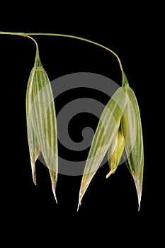 Oat (Avena sativa). Inflorescence Detail Closeup