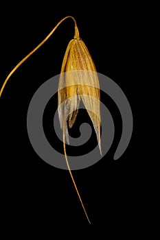 Oat (Avena sativa). Mature Spikelet Closeup