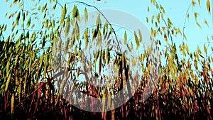 Oats plants close up