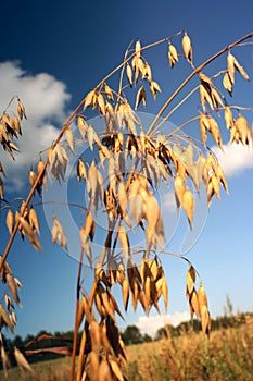 Oat Backgrounds in Non-Urban S