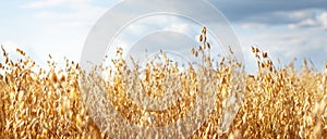 Oat cereal fields with blue sky on a sunny summer day before harvest.