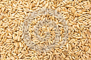 Oat cereal grain. Closeup of grains, background use.