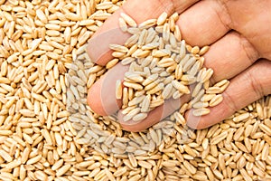 Oat cereal grain. Person with grains in hand. Macro. Whole food.