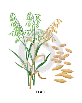 Oat cereal grass and grains - vector botanical illustration in flat design isolated on white background.