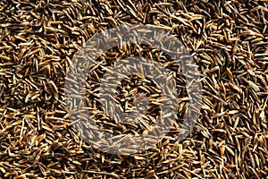 Oat cereal image. Oats texture