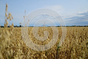 Oat crop on an agricultural field