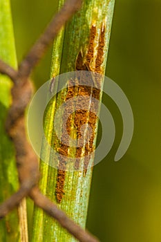 Oat crown rust Puccinia coronata var avenae