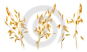Oat ear with grains isolated. Ripe yellow oats cereal set isolated on white background