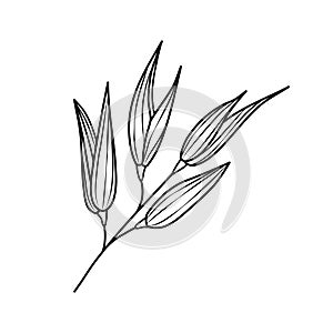 Oat ear sketch icon. Oatmeal with an engraving. High-yield grain, ears of corn. Oatmeal is a healthy food. Vector hand