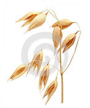 Oat ears of grain isolated