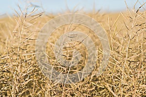 Oat ears of grain isolated on white background