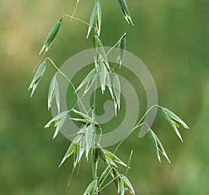 Oat ears