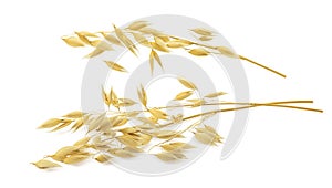 Oat ears isolated on white background with clipping path