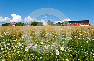 Oat Farm and Daisies
