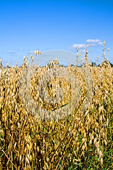 Oat field photo