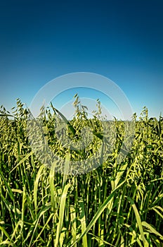 Oat field