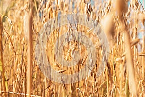 Oat field. The background of yellow oats closeup