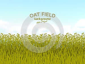 Oat field and blue sky background